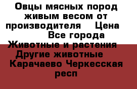 Овцы мясных пород живым весом от производителя. › Цена ­ 110 - Все города Животные и растения » Другие животные   . Карачаево-Черкесская респ.